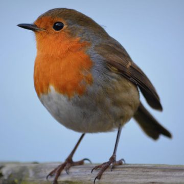 Vogelsafari in Sonsbeek