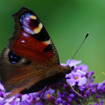 Vlinders kijken in Zypendaal