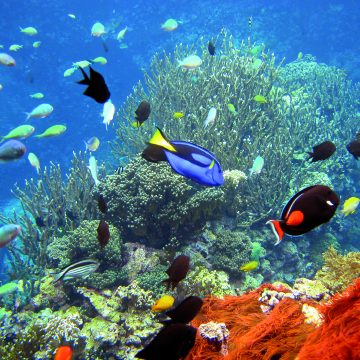 Extra lang naar Burgers' Zoo